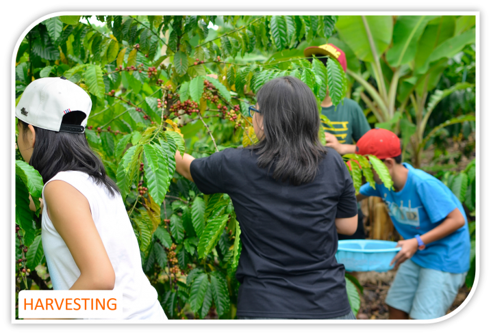 Community service_actions_social responsibility_AsiaMotions_harvesting
