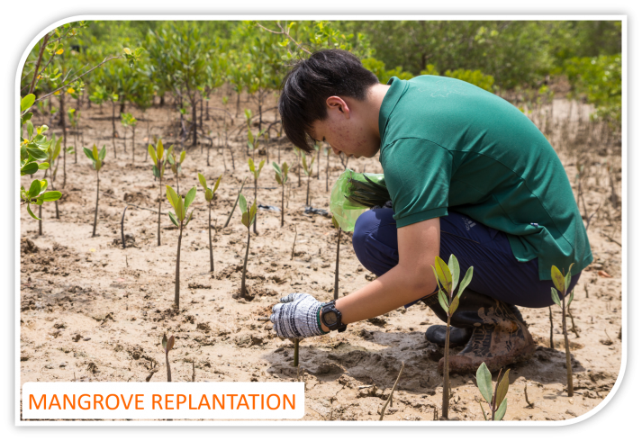 Community service_actions_social responsibility_AsiaMotions_mangrove_environment